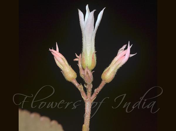 Indian Kalanchoe